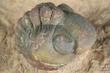 Huge, Spiny Dicranurus Trilobite With Reedops - Lghaft, Morocco #381467-8